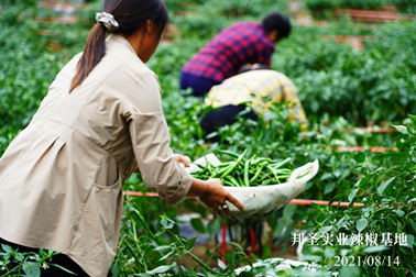 2021年辣椒已經(jīng)開(kāi)始采摘